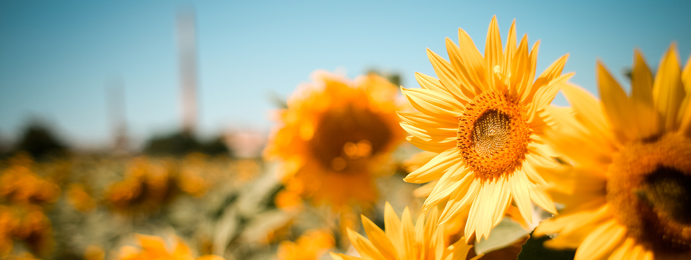 sunflower_mini